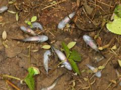 Image of Dead larval marbled salamanders during a multi-species ranavirus outbreaks 