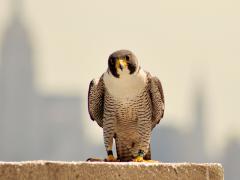 Image of The male peregrine falcon that nests atop 101 Hudson St. in Jersey City.
