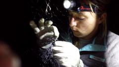Image of Stephanie Feigin carefully removes big brown bat from mist net (c) MacKenzie Hall
