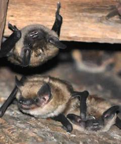 Image of Big brown bats in an attic space.