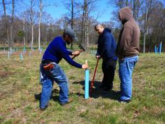 Image of Ben Wurst drives in a stake to hold a tree tube to protect a "bare-root" seedling at a reforestation site in Cape May, New Jersey.