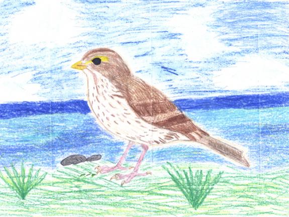 Image of Savannah sparrow.