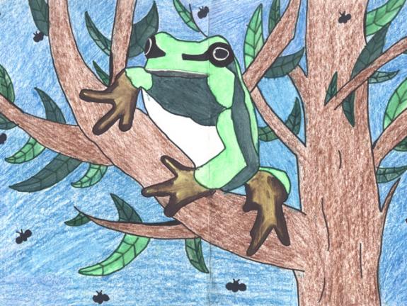 Image of Pine Barrens treefrog.
