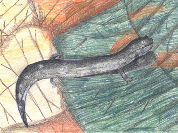 Image of Blue-spotted salamander.