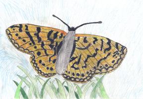 Image of Silver-bordered Fritillary. Cape May County.