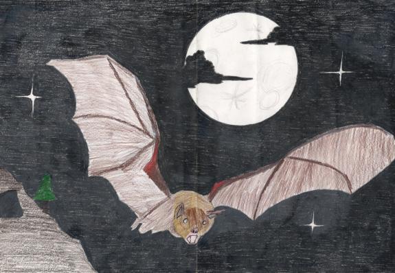 Image of Indiana bat. Essex County.