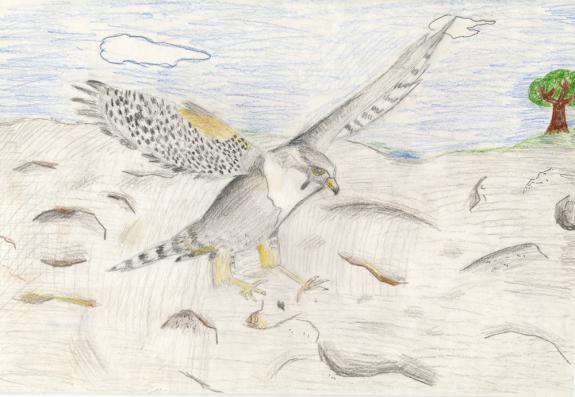 Image of Peregrine falcon. Monmouth County.
