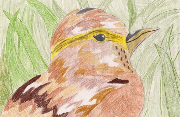 Image of Savannah sparrow. Burlington County.