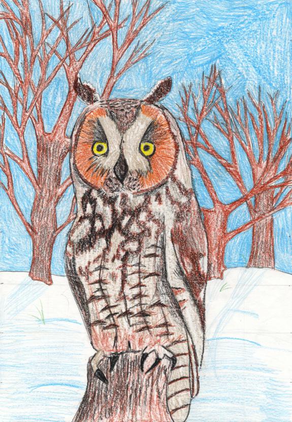 Image of Long-eared owl. Bergen County.