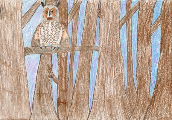Image of Long-eared owl. Ocean County.