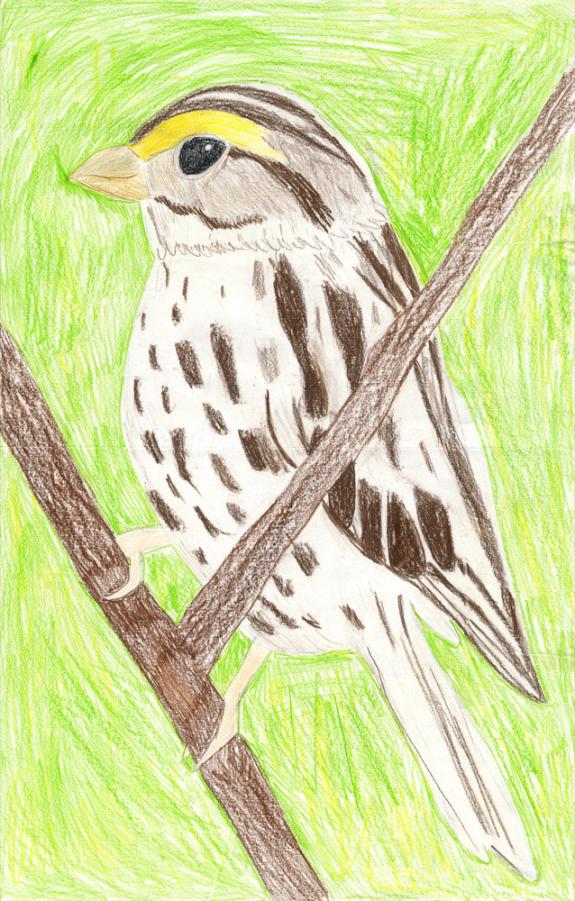 Image of Savannah sparrow. Union County.