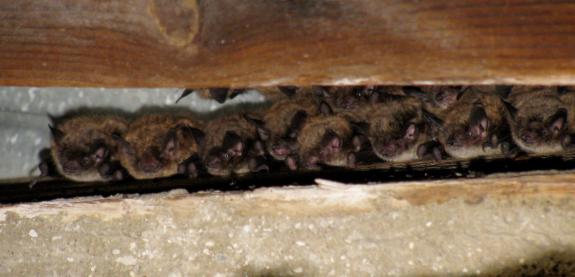Image of Little brown bats roosting between beams in a tractor barn.