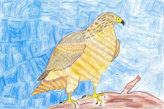 Image of First Place, Ocean County, Red-shouldered Hawk