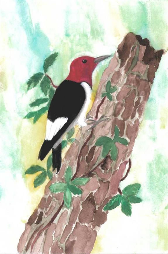 Image of Second Place, Middlesex County, Red-headed Woodpecker