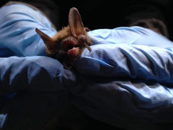 Image of Female Northern long-eared bat (c) Ethan Gilardi