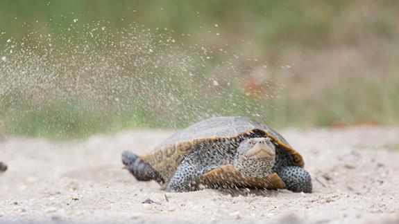 Image of An adult female terrapins begins digging her nest along the side of a busy road. Little Egg Harbor, NJ.