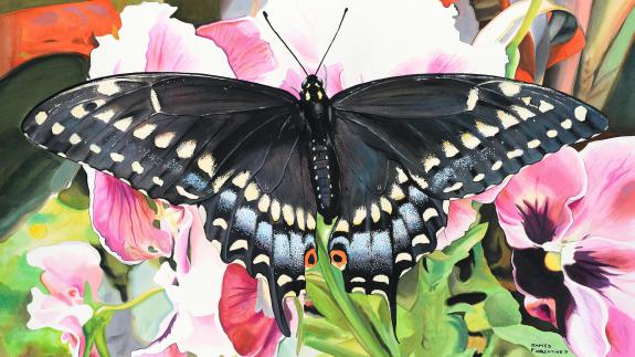 Image of The Black swallowtail butterfly is the official butterfly of the state of New Jersey.