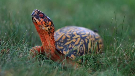 Image of Male box turtles can be identified by their red eyes.