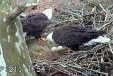 Multimedia of Duke Farms EagleCam - Incubation exchange - March 30th: Male arrives at nest to relieve female from incubation duties, while she doesn't really want to leave.