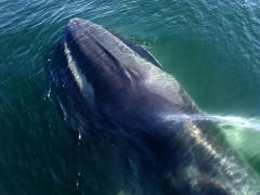 Image of A Fin whale surfaces to breath.