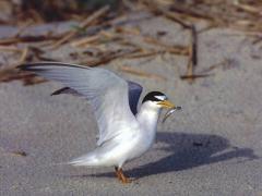 Image of An adult Least tern.