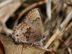 Image of Frosted elfin butterfly.