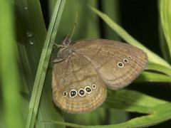Image of Mitchell's satyr butterfly rests on a blade of grass.