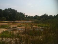Image of Newly excavated vernal pools in Cape May, NJ