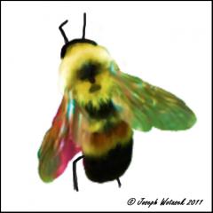 Image of Rusty-patched bumble bee.