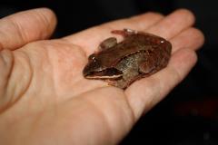Image of A wood frog is helped across the road.