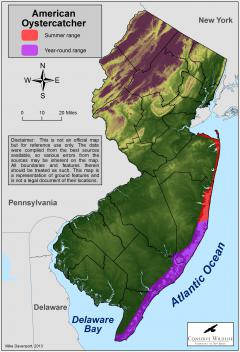 Image of Range of the American oystercatcher in New Jersey.