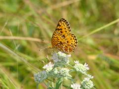 Image of A Silver-bordered fritillary butterfly.