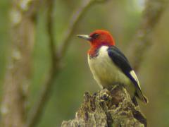 Image of A Red-headed woodpecker perches on a snag.