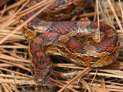 Image of Corn snakes vivid coloration helps camouflage them with their surroundings.