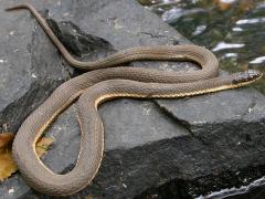 Image of Queen snake.