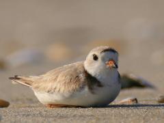 Image of A female Piping Plover