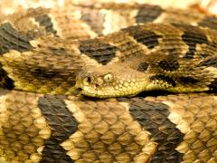 Image of Timber rattlesnakes and other venomous snakes have a vertical pupils.