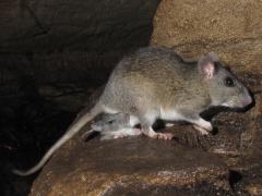 Image of An adult Allegheny woodrat and its young.