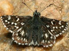Image of An Appalachian grizzled skipper.
