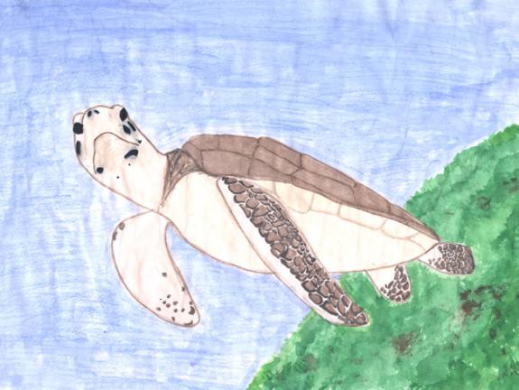 Image of Atlantic Green Turtle. Ocean County.