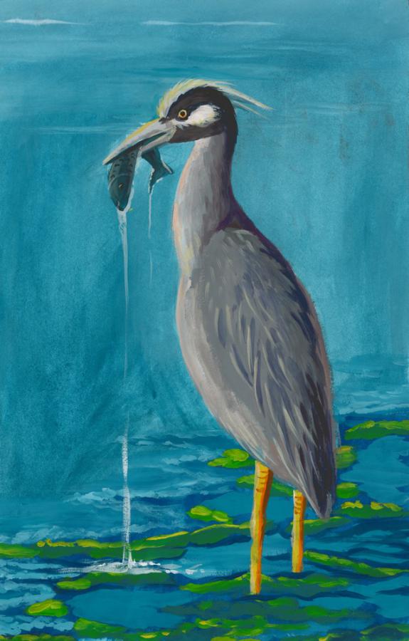 Image of Yellow-crowned Night Heron. Middlesex County.