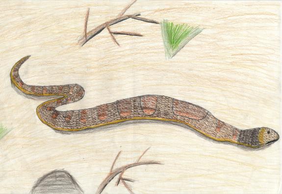 Image of Northern pine snake. Warren County.