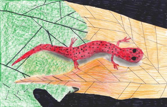 Image of Eastern mud salamander. Cape May County.