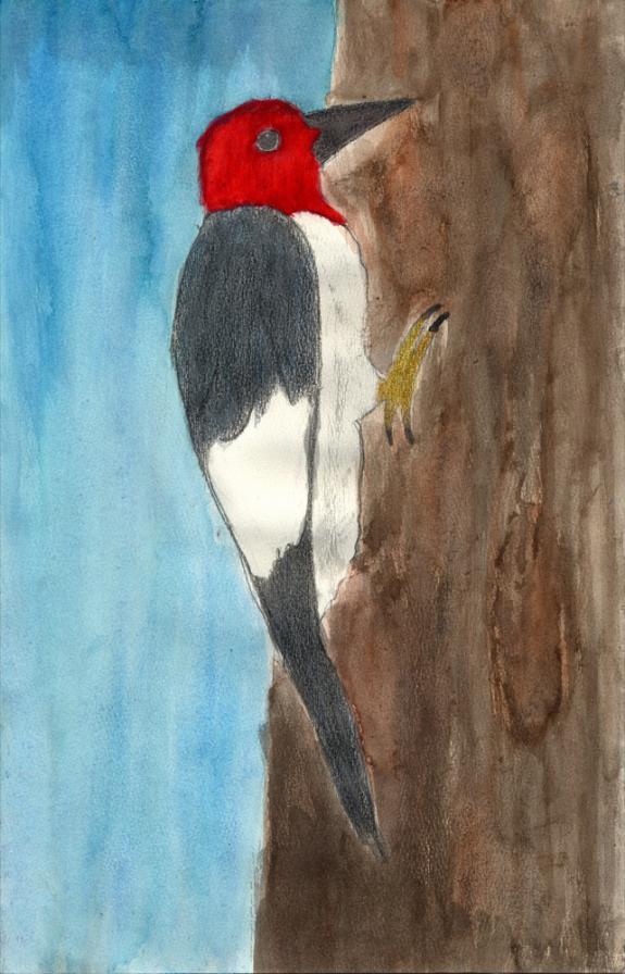 Image of Red-headed woodpecker. Gloucester County.