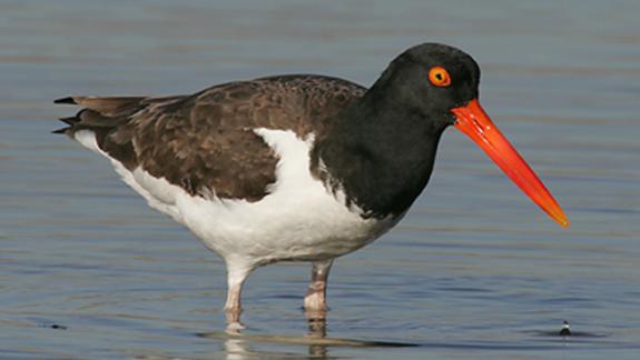 Image of American oystercatcher