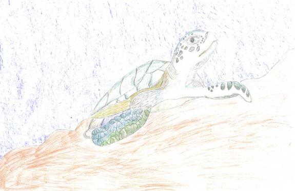 Image of Second Place, Union County, Atlantic Green Sea Turtle