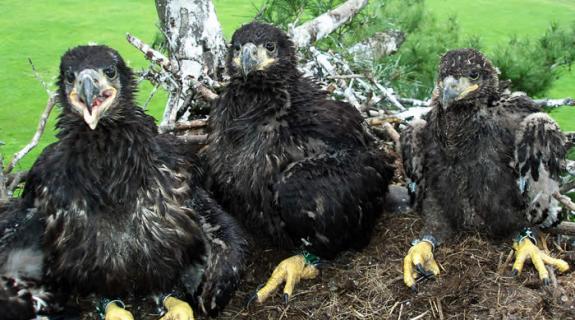 Image of All smiles... banded Bald eagle chicks in their nest in Princeton Township.