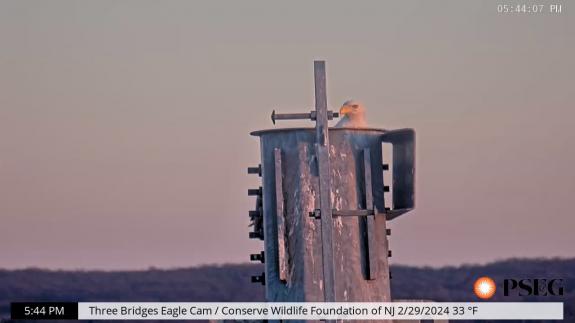 Image of February 29th, 2024: adult eagle perched on tower