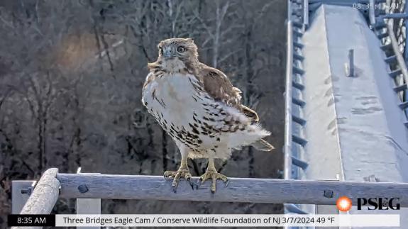 Image of March 7th, 2024: Red-tailed hawk