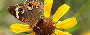 Image of Butterfly on flower - bridge pano 290x114